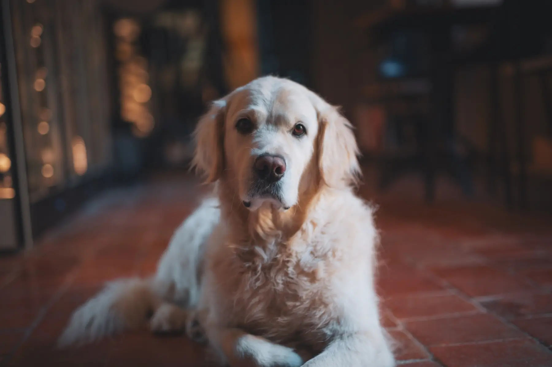 Cooper, le golden retriever de la famille